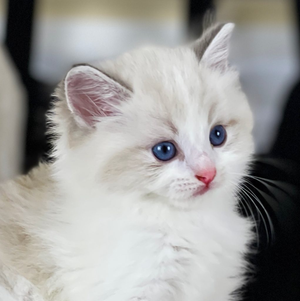 Adorable