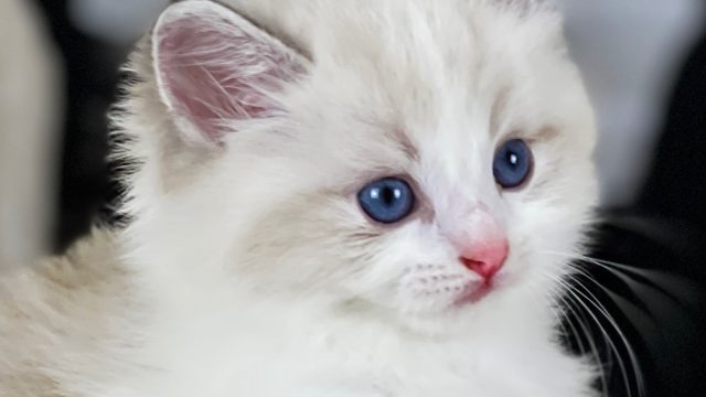 Adorable