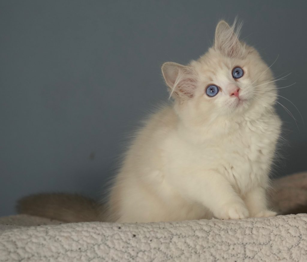 Blue Lynx Bicolor
