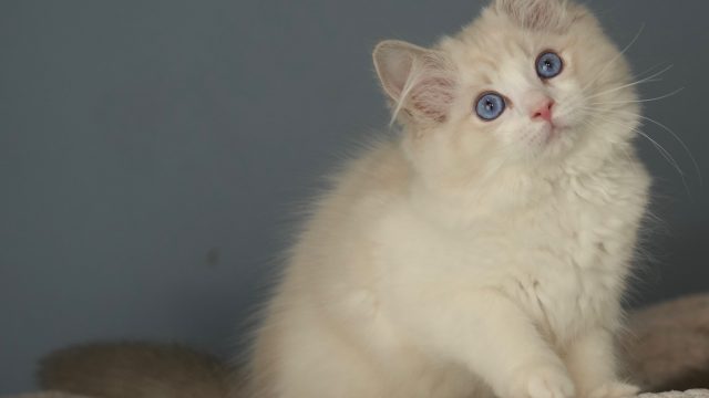 Blue Lynx Bicolor