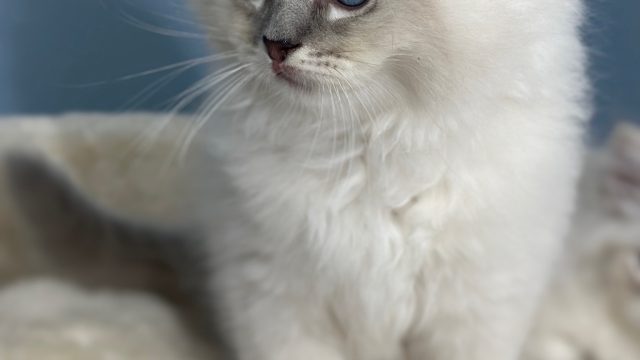 Blue Lynx Mitted
