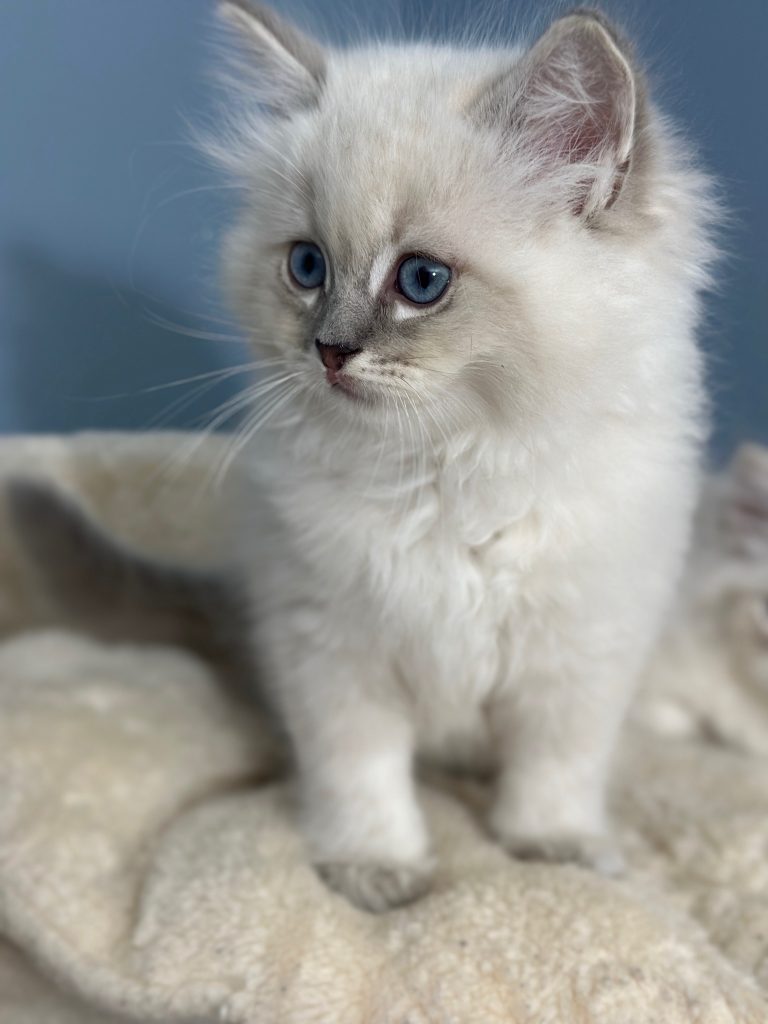 Blue Lynx Mitted