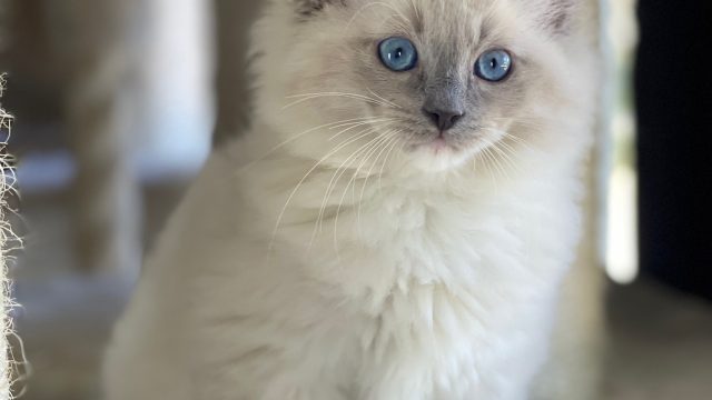 Blue mitted
