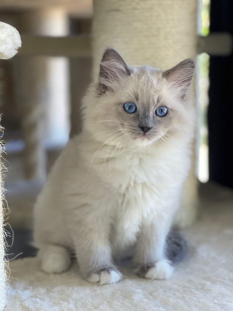 Blue mitted