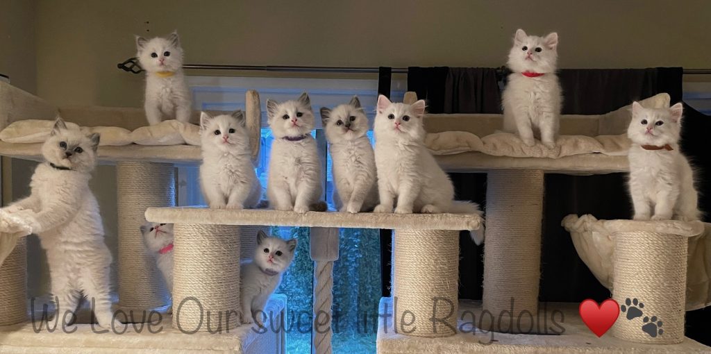 Cat Tree in Bloom