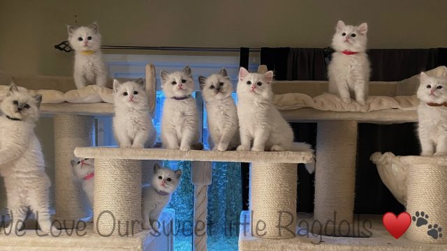 Cat Tree in Bloom