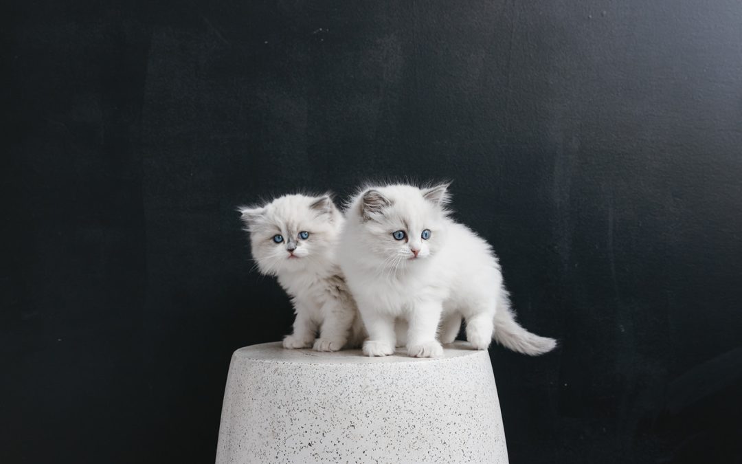 Ragdoll Kitten Care: First 30 Days Guide