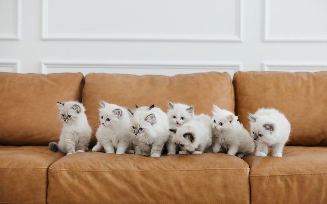 How to Choose a Reputable Ragdoll Breeder