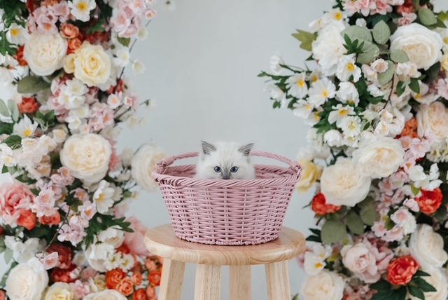 7 Signs Your Ragdoll Kitten Is Healthy