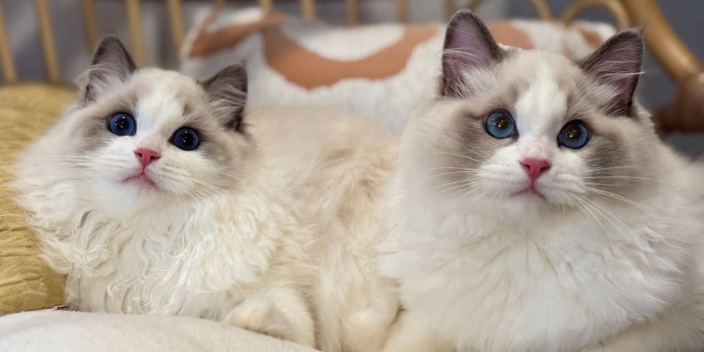 Ragalicious Ragdolls - Pearl's Ragdolls