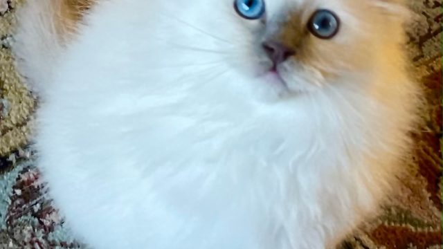 Lilac mitted