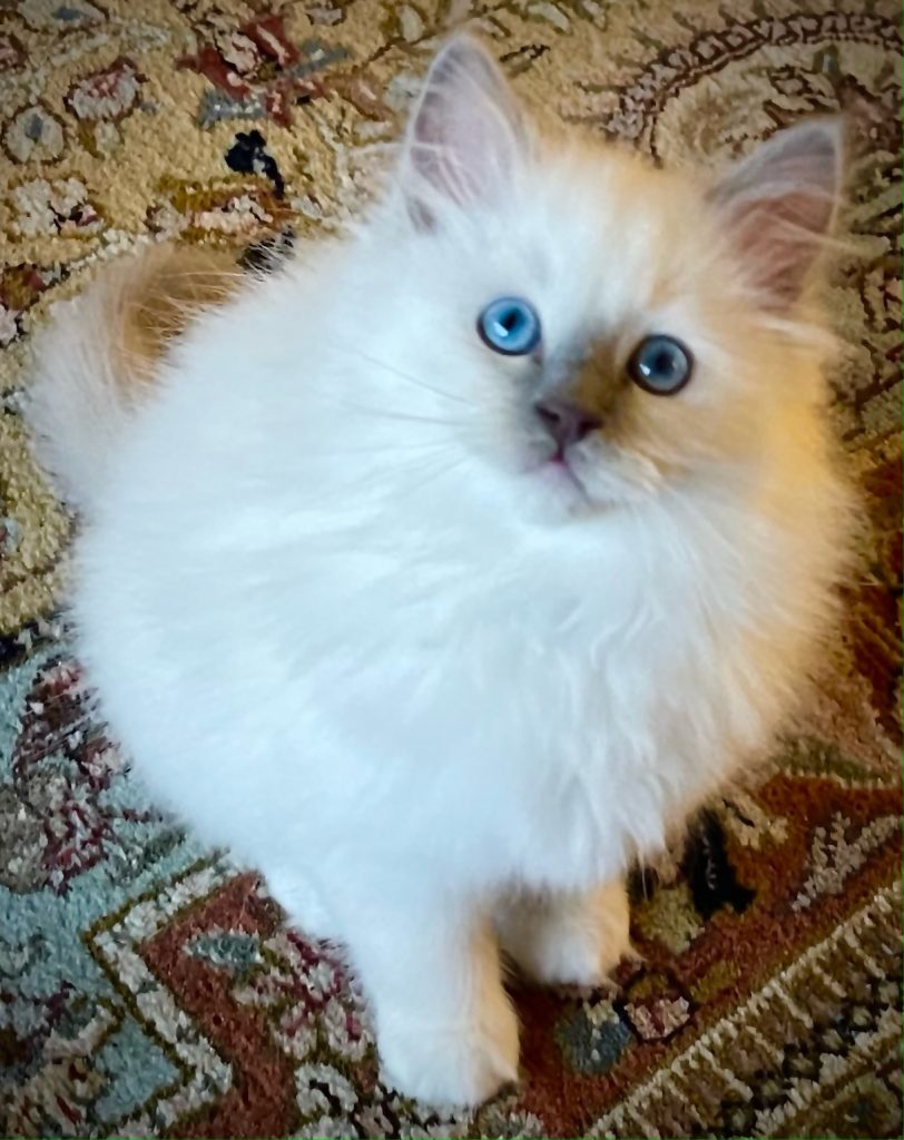 Lilac mitted
