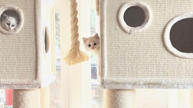 Little kittens Big Cat tree