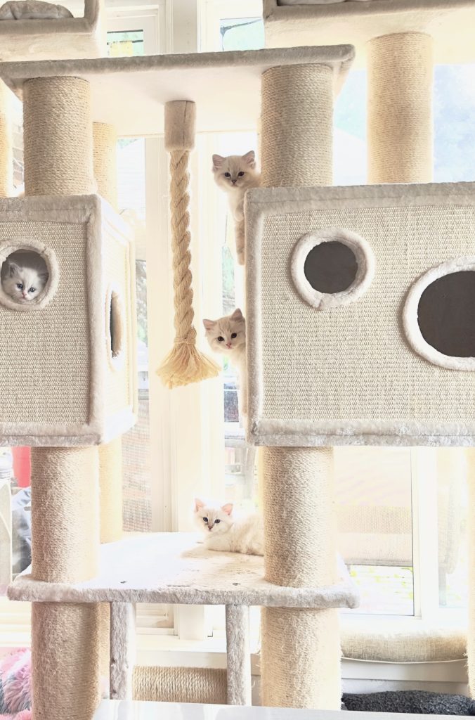 Little kittens Big Cat tree