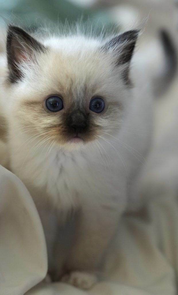 Seal Mitted