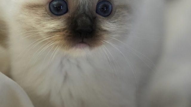 Seal Mitted