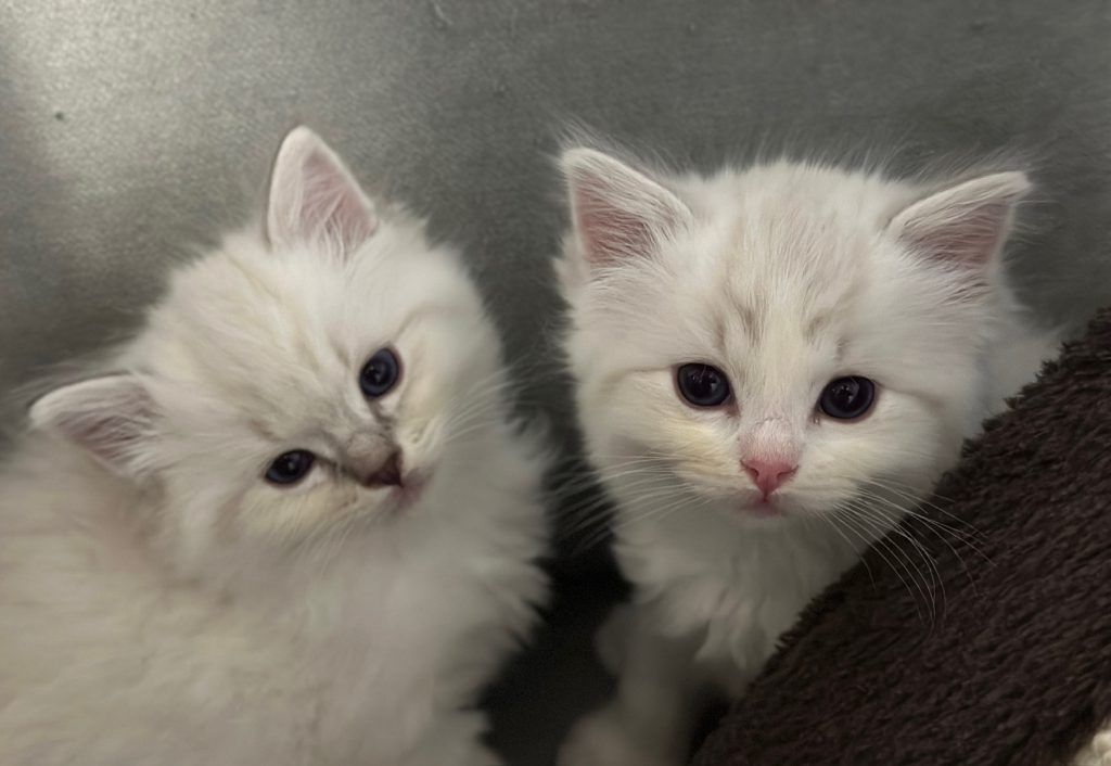 Siblings