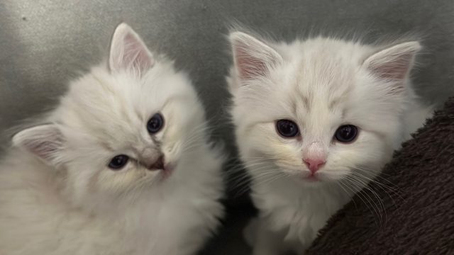 Siblings