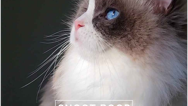 Snoot Boop Ragdolls Blue Point Bicolor Ragdoll SnootBoop Muffin