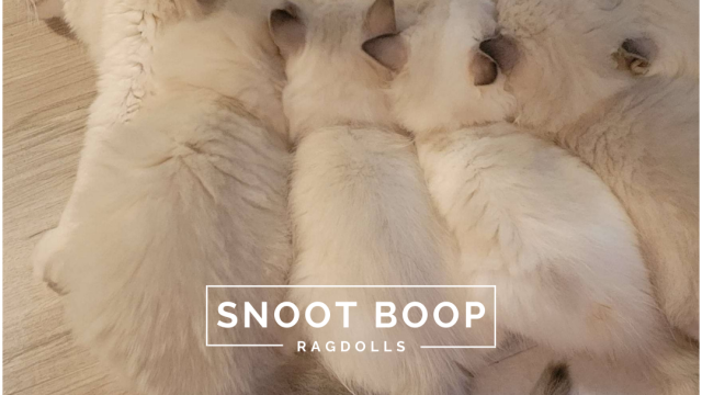 Snoot Boop Ragdolls Blue Point Bicolor and Blue Point Mitted Kittens Drinking Milk