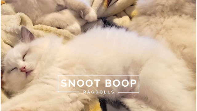 Snoot Boop Ragdolls Blue Point Bicolor and Blue Point Mitted Kittens Sleeping In Bed