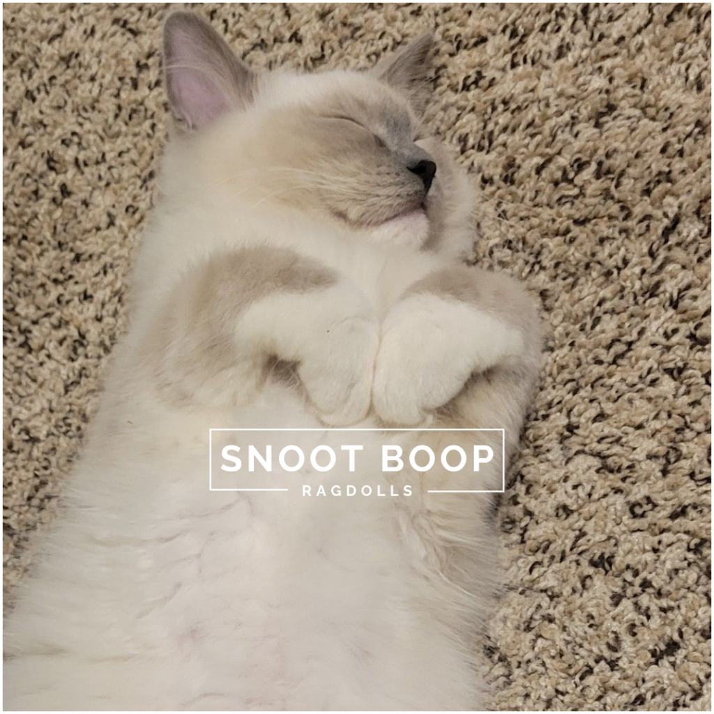 Snoot Boop Ragdolls Blue Point Mitted Kitten Heart Paws