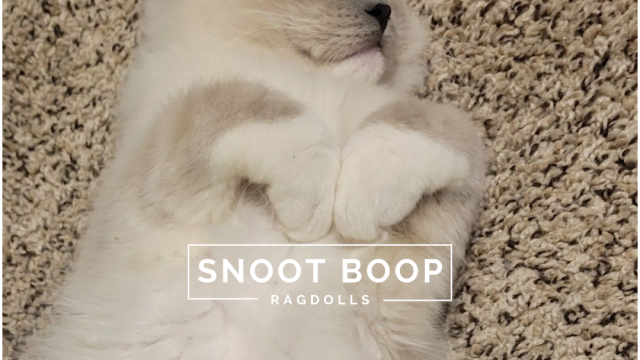 Snoot Boop Ragdolls Blue Point Mitted Kitten Heart Paws