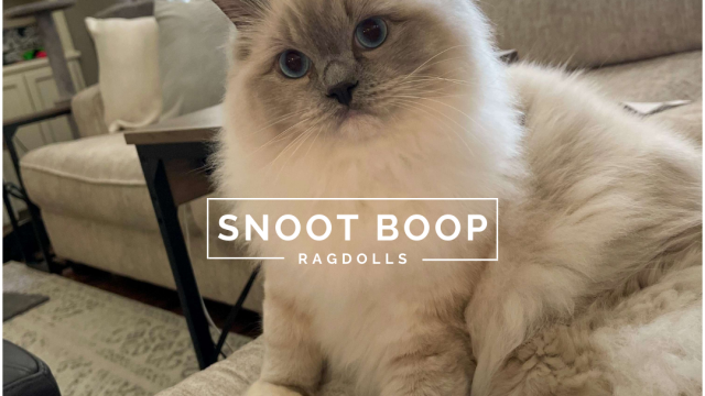 Snoot Boop Ragdolls Blue Point Mitted Ragdoll SnootBoop Tuddy