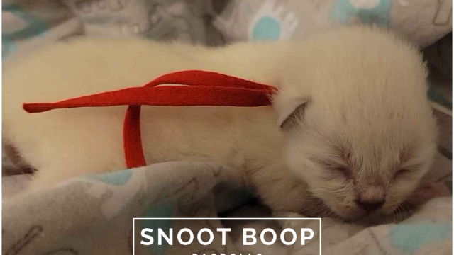 Snoot Boop Ragdolls Blue Point Mitted Ragdoll kitten SnootBoop Cinnamon Bun