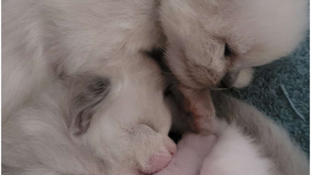 Snoot Boop Ragdolls Blue Point Mitted and Blue Point Bicolor Kittens Cuddling