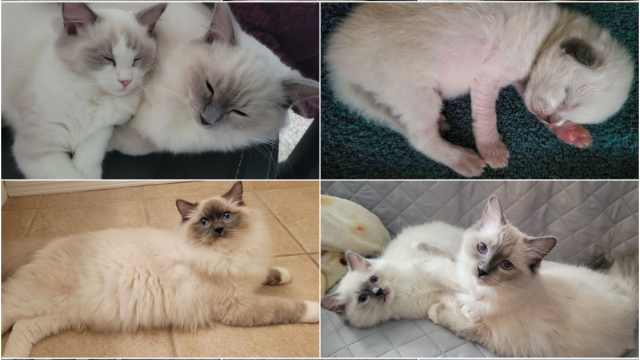 Snoot Boop Ragdolls Kitten Collage 2