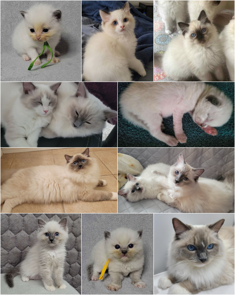Snoot Boop Ragdolls Kitten Collage 2