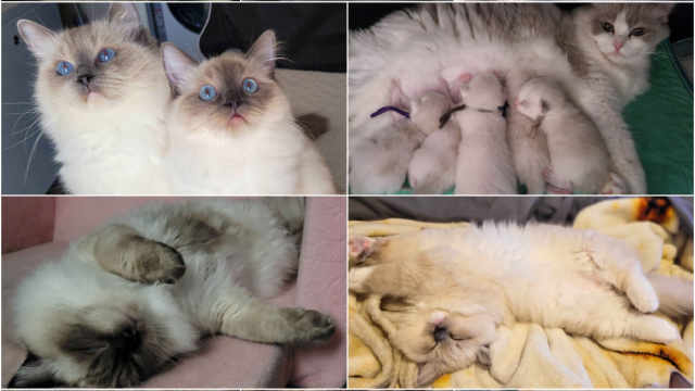 Snoot Boop Ragdolls Kitten Collage 3