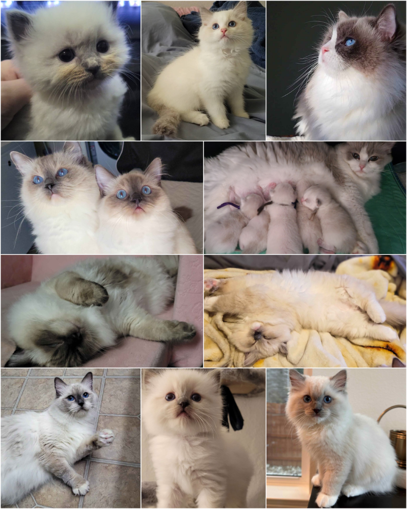 Snoot Boop Ragdolls Kitten Collage 3