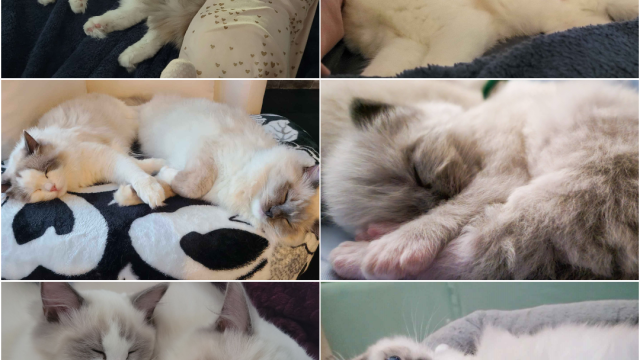 Snoot Boop Ragdolls Kitten Collage 4