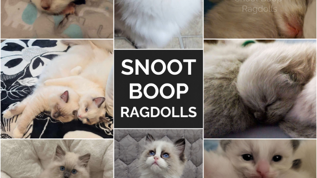Snoot Boop Ragdolls Kitten Collage