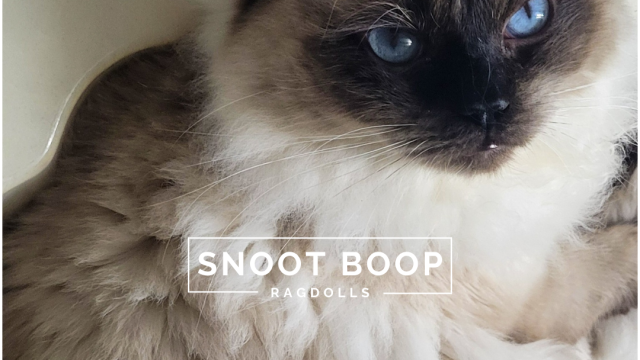 Snoot Boop Ragdolls Seal Colorpoint Ragdoll Brugidolls Takumi of SnootBoop