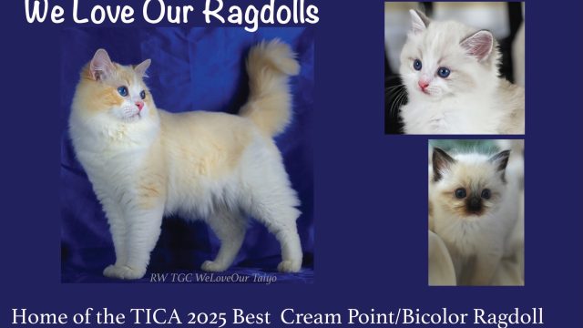 2025 TICA Ad