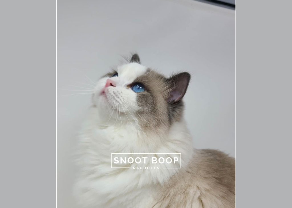 cat picture