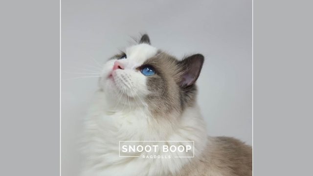 cat picture