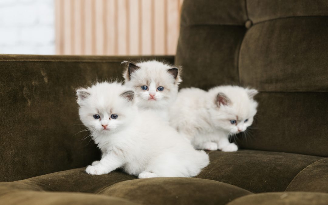 Uncategorized Archives - Pearl's Ragdolls