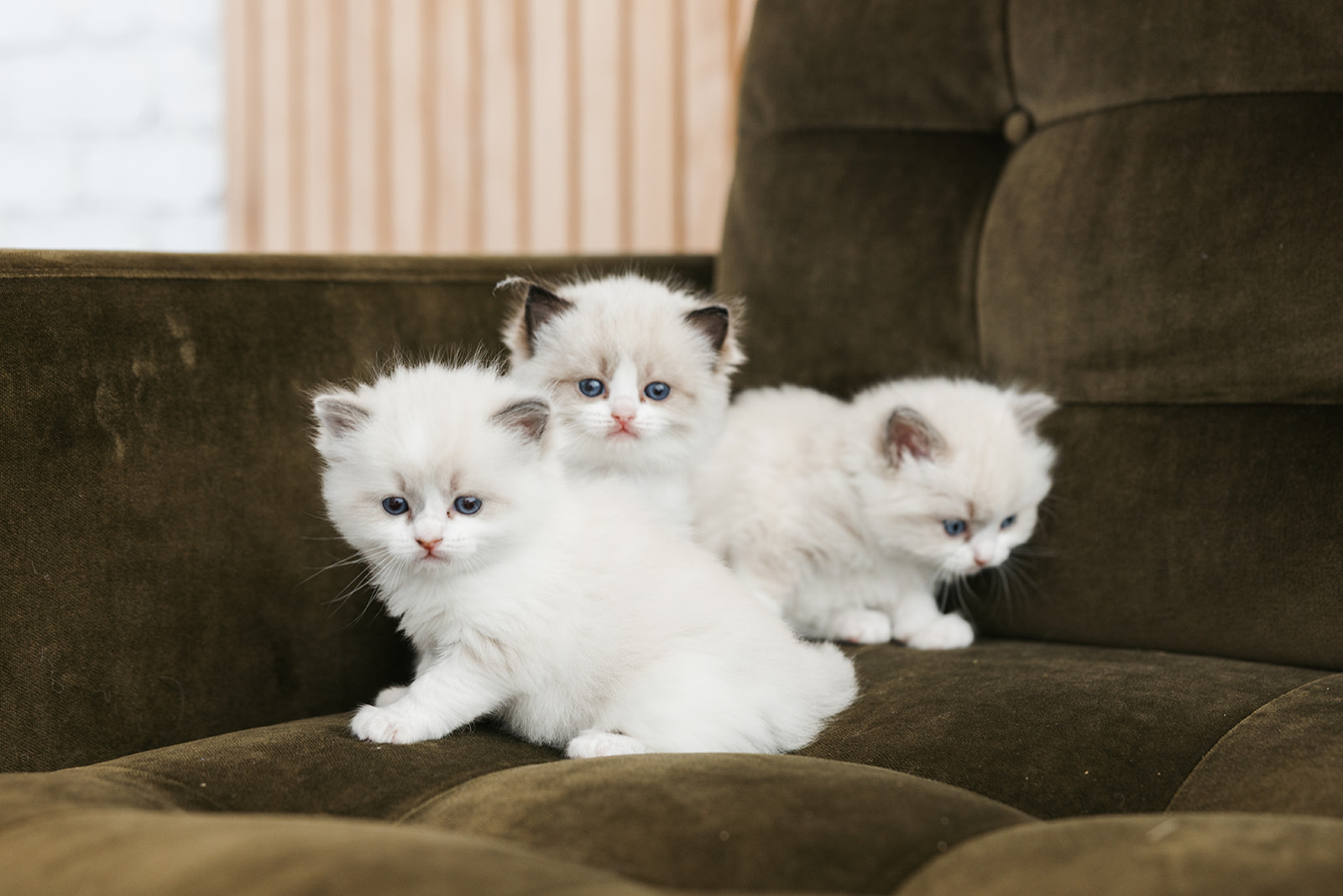 Pearls Ragdolls