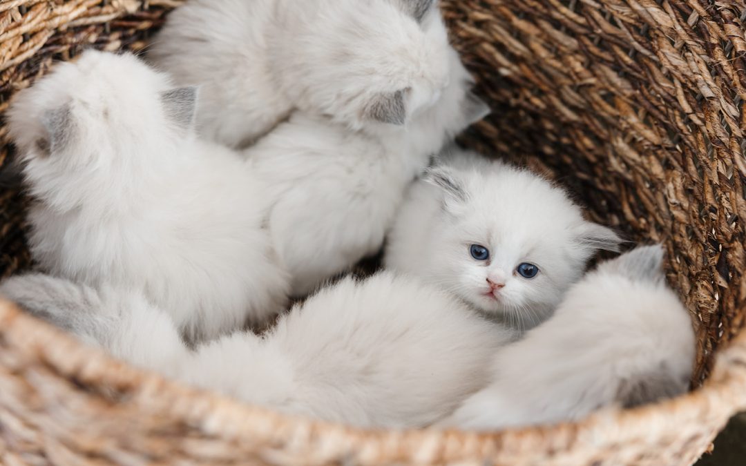 Do Ragdoll Cats Get Along With Dogs? Social Traits Explained