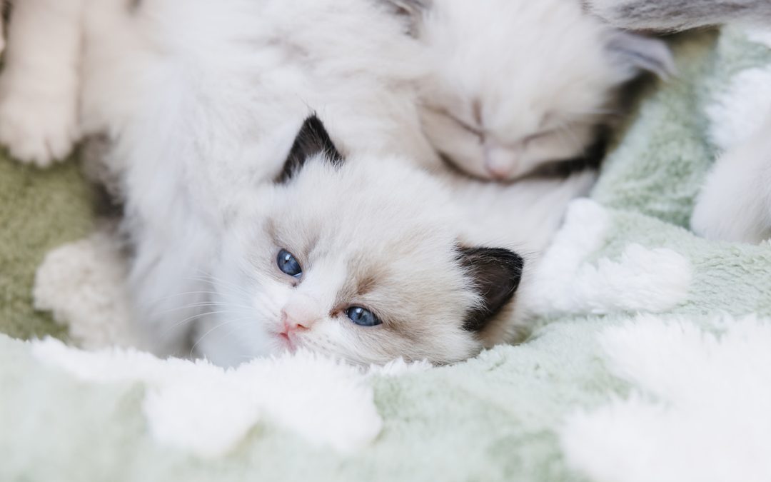 Ragdoll vs Maine Coon: Which Cat Is Right for You?