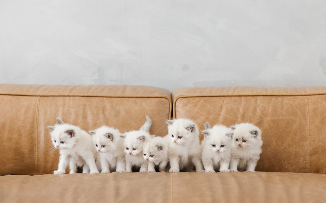 Ragdoll Kitten to Adult: Understanding Life Stages & Milestones