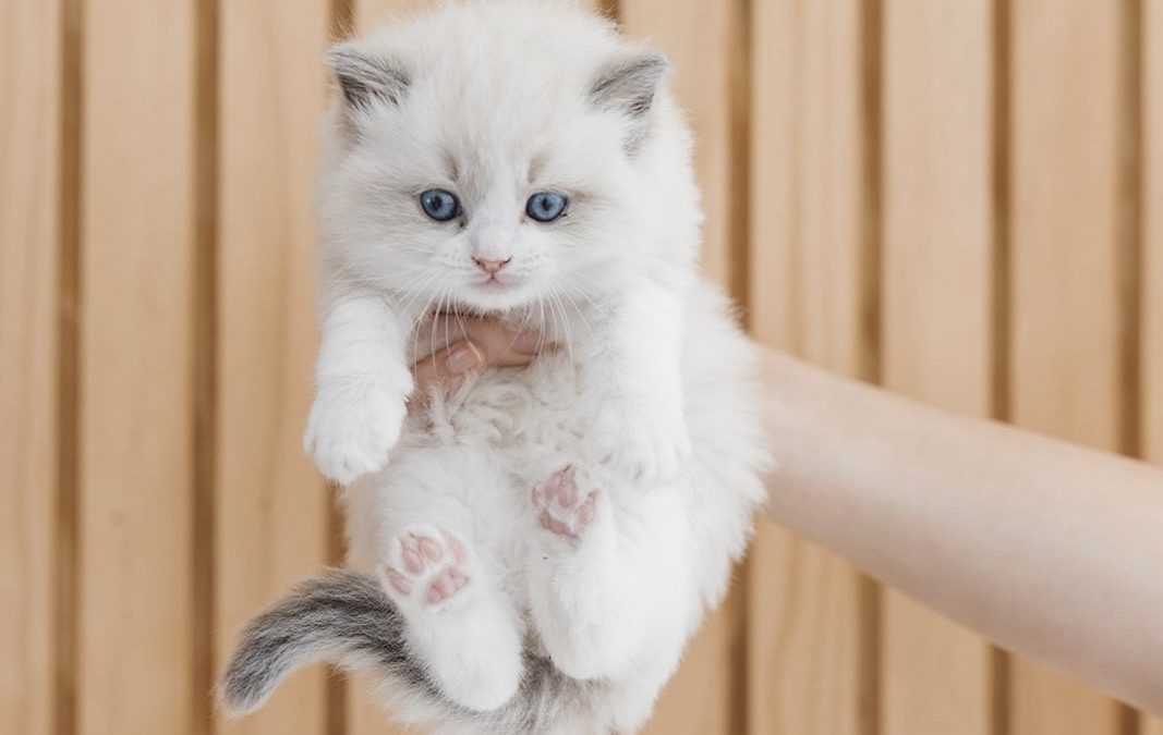 Why Do Ragdoll Cats Go Limp When Picked Up?
