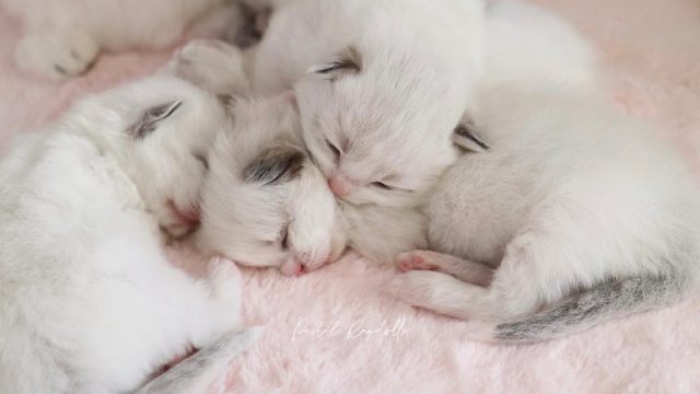 7-Photo