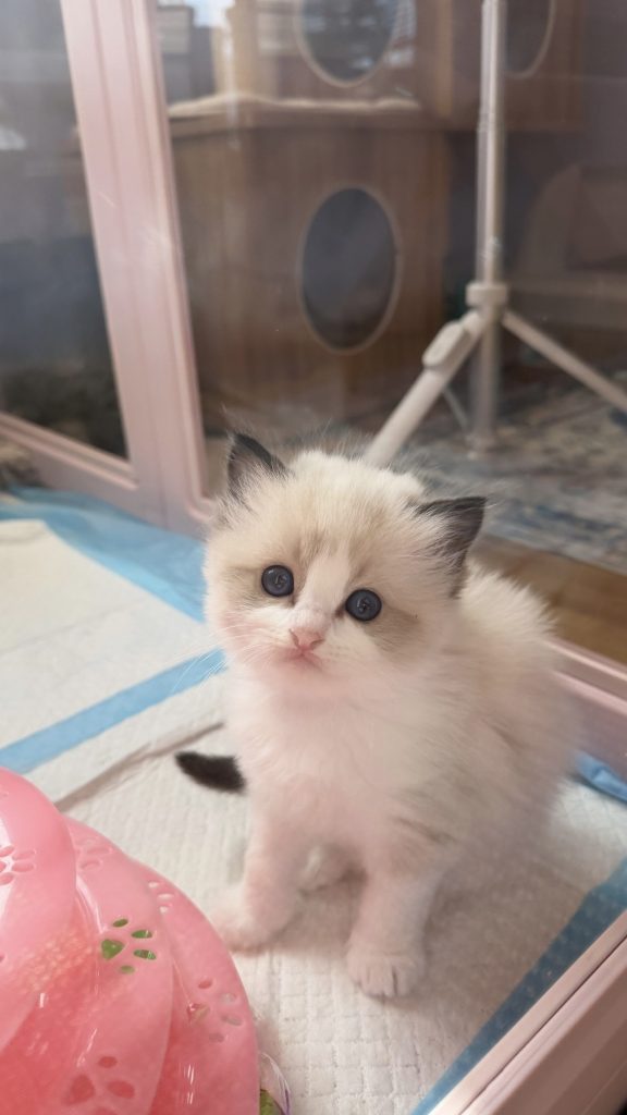 Nala